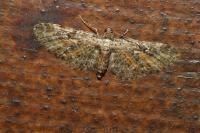 Eupithecia icterata