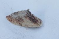 Ptilodon cucullina