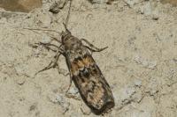 Dioryctria abietella