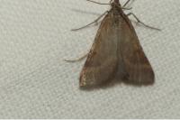 Synaphe punctalis