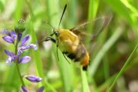 Hemaris tityus