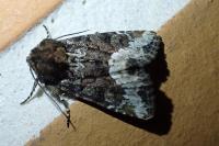 Oligia strigilis