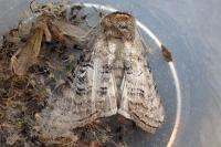 Tethea ocularis