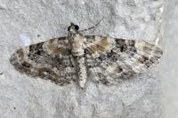 Eupithecia pulchellata
