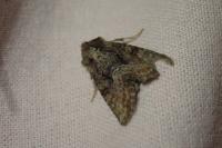 Oligia