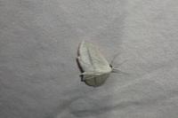 Scopula emutaria