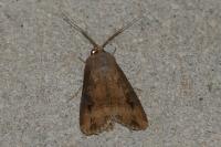 Agrotis ipsilon