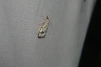 Euchromius cambridgei