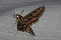 Hyles livornica
