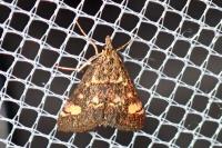 Pyrausta aurata