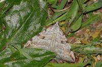 Aplocera
