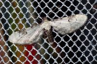 Eupithecia centaureata