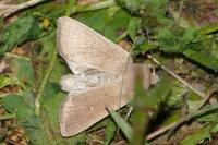 Mythimna sicula