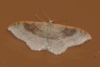Idaea degeneraria