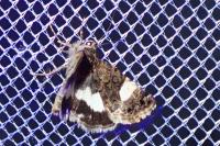 Tyta luctuosa