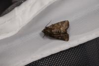 Oligia
