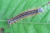 Malacosoma neustria