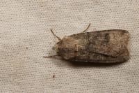 Agrotis segetum