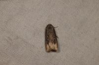 Agrotis ipsilon