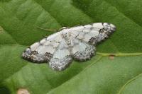 Scopula decorata