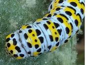 Cucullia verbasci