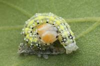 Polyploca ridens