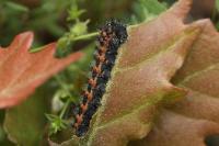 Saturnia pavonia/pavoniella