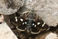 Eurrhypis guttulalis