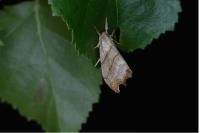 Falcaria lacertinaria