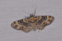 Eupithecia linariata/pulchellata/pyreneata