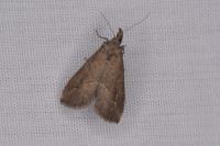 Schrankia costaestrigalis