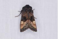 Euplexia lucipara