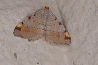 Macaria liturata