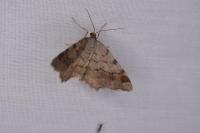 Macaria liturata