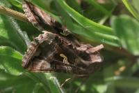 Autographa gamma