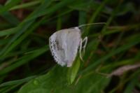 Lomographa temerata