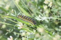 Saturnia pavonia