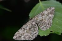 Peribatodes rhomboidaria rhomboidaria