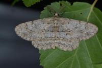 Hypomecis punctinalis