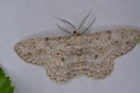 Hypomecis punctinalis
