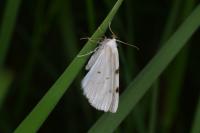 Lomographa bimaculata