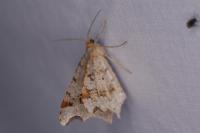 Macaria alternata