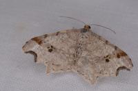 Macaria alternata
