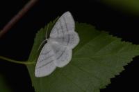 Cabera pusaria