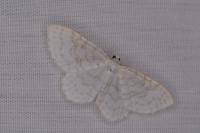 Asthena albulata