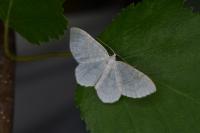 Asthena albulata