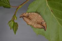 Drepana falcataria