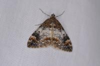 Dysstroma citrata/truncata