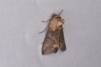 Abrostola triplasia