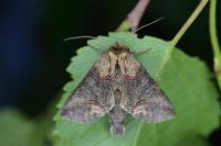 Abrostola triplasia